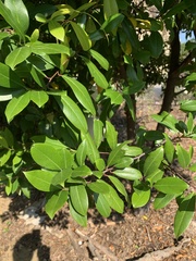 Magnoliopsida