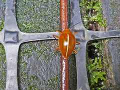 Ellipticus dorbignyi