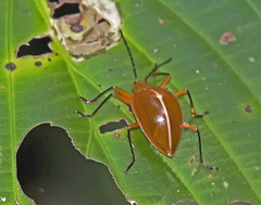 Ellipticus dorbignyi