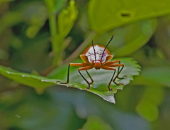 Ellipticus dorbignyi