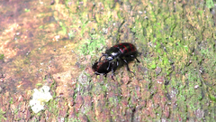 Pselaphacus signatus