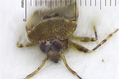 Bruneimetopus simulans