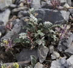 Astragalus platytropis