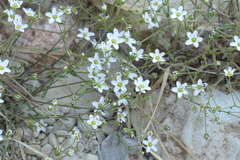 Arenaria conimbricensis