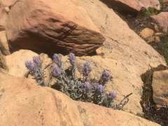 Castilleja schizotricha