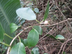 Ficus burtt-davyi