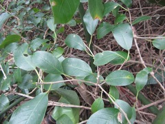 Ficus burtt-davyi