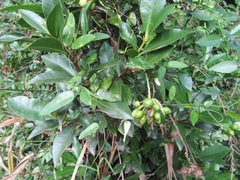 Peddiea africana