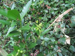 Peddiea africana