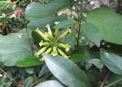Peddiea africana