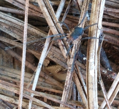 Eumesosoma