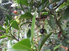 Peddiea africana