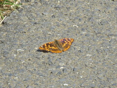 Apatura ilia clytie