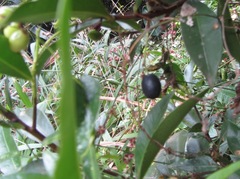 Peddiea africana