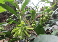 Peddiea africana