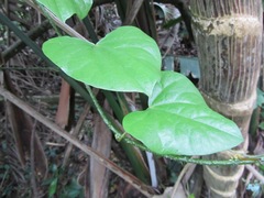Tinospora caffra