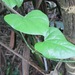 Tinospora caffra - Photo (c) berthapi2, algunos derechos reservados (CC BY-NC), subido por berthapi2