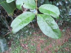 Allocassine laurifolia