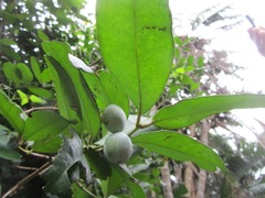 Allocassine laurifolia