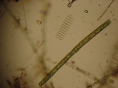 Pleurotaenium trabecula