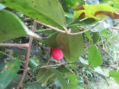 Allocassine laurifolia