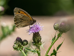 Maniola jurtina