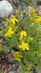 Hypericum orientale