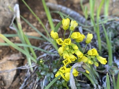 Draba howellii
