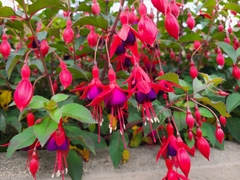 Fuchsia magellanica