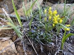 Draba howellii