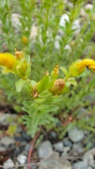 Hypericum orientale