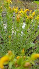 Hypericum orientale