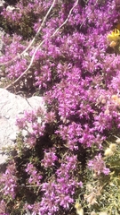 Thymus granatensis