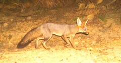 Vulpes chama