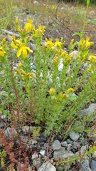 Hypericum orientale