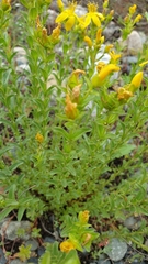Hypericum orientale