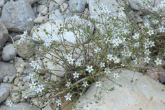 Arenaria conimbricensis