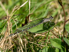 Enallagma cyathigerum