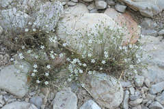 Arenaria conimbricensis