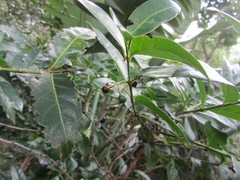 Kraussia floribunda