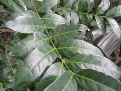 Kraussia floribunda
