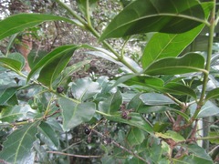 Kraussia floribunda