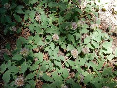 Phacelia hydrophylloides