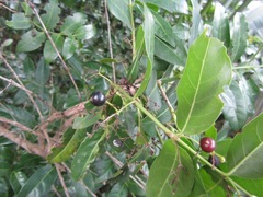 Kraussia floribunda