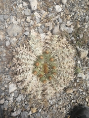 Onopordum acaulon