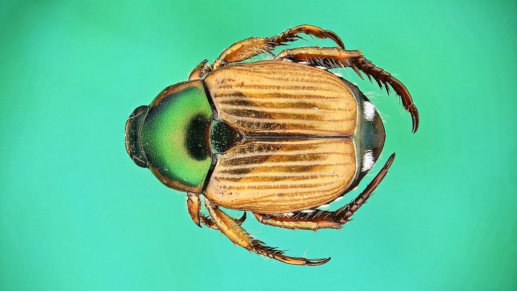 Popillia dilutipennis