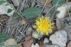 Centaurea podospermifolia
