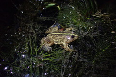 Occidozyga lima