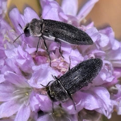 Acmaeoderella flavofasciata pilivestis