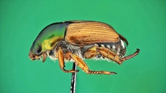 Popillia dilutipennis